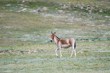 equus kiang, wild ass