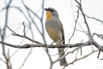 Gilbert's Whistler in Australia