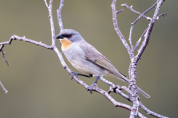 Gilbert's Whistler in Australia