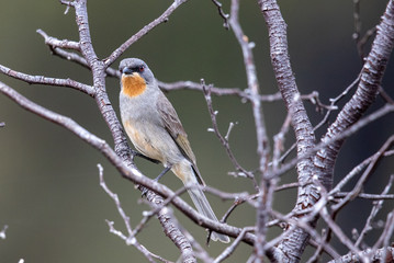 Gilbert's Whistler in Australia