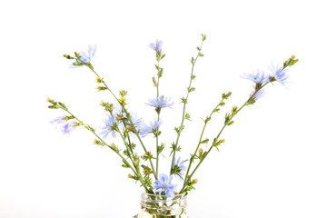 Cichorium intybus - common chicory flowers isolated on the white background