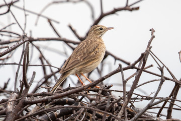 Australasian Pipit  in Australia