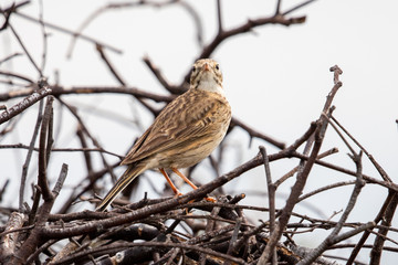 Australasian Pipit  in Australia