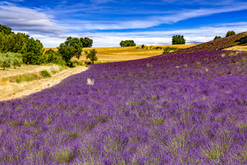 Naklejka na ściany i meble Flowering lavender fields