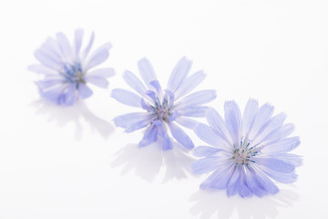 Cichorium intybus - common chicory flowers isolated on the white background