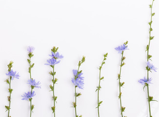 Cichorium intybus - common chicory flowers isolated on the white background