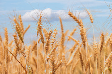 Wheat field against a blue sky.