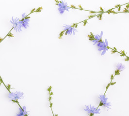 Cichorium intybus - common chicory flowers isolated on the white background