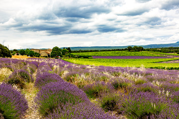 Fototapeta na wymiar Fields with lavender in the provence