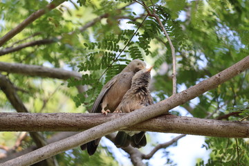 bird sparrow on a brown tree branch