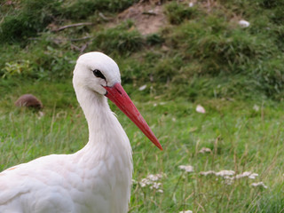 Fototapeta premium portrait of white stork on green grass