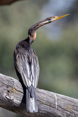 Australian Darter or Anhinga
