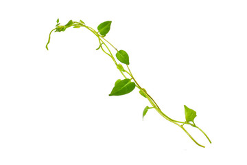 Bush grape or three-leaved wild vine cayratia (Cayratia trifolia) liana ivy plant bush, nature frame jungle border isolated on white background, clipping path included