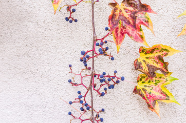 Autumnal ornamental grapes on the background of a light wall.