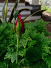 eggplant in the garden