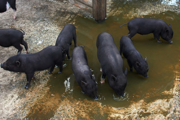 Cute little black pigs drink water from a puddle. A group of black pigs in a pigsty on a farm.