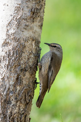 Brown Treecreeper in Australia