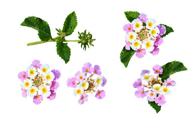 Set of lantana flowers and leaves
