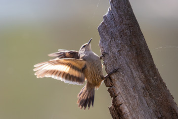 Brown Treecreeper in Australia
