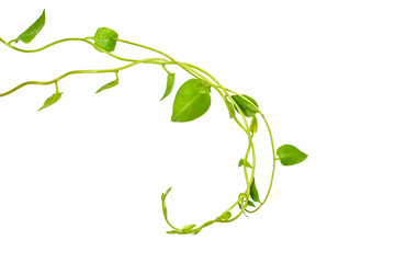Bush grape or three-leaved wild vine cayratia (Cayratia trifolia) liana ivy plant bush, nature frame jungle border isolated on white background, clipping path included