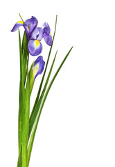 Bouquet of purple iris flowers