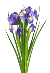 Fototapeten Blumenstrauß aus lila Irisblumen © Ortis