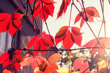 Wild grapes with red leaves on blurred background.