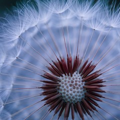 beautiful dandelion seed in autumn in the nature