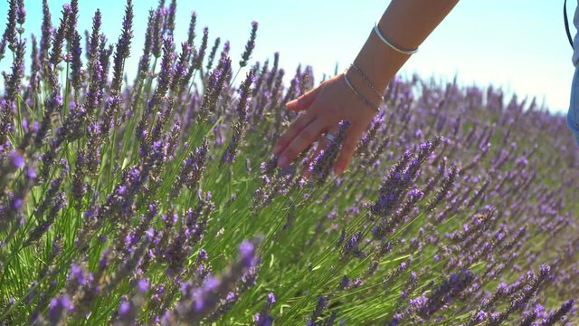 Close-up of woman's hand walking through lavender field