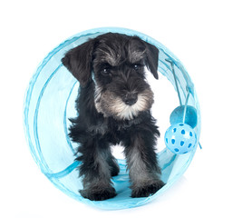 puppy miniature schnauzer
