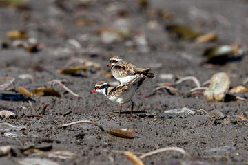 Black-fronted Dotterel in Australia