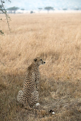 A Cheetah (Acinonyx jubatus) relaxing in the grass fields of Tanzania.	