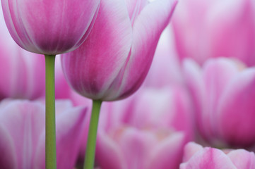 Obraz premium Tulpen