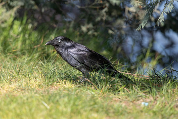 Little Raven in Australia