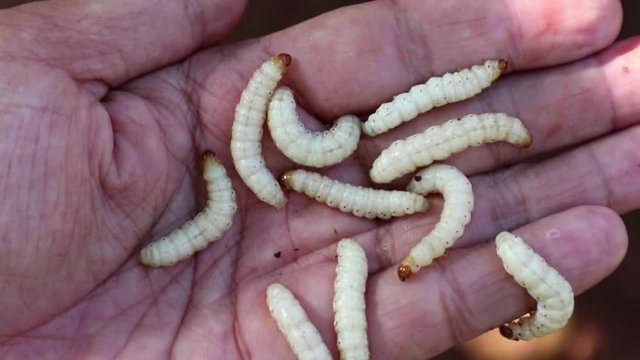 Omphisa fuscidenttalis Hampson is an edible worm that lives in bamboo.