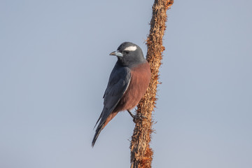 White-browed Woodswallow in Australia