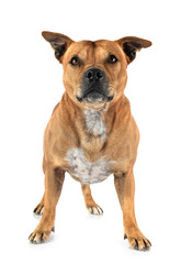 staffordshire bull terrier