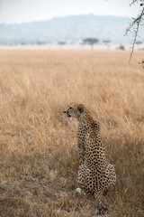 A Cheetah (Acinonyx jubatus) relaxing in the grass fields of Tanzania.	