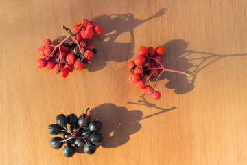 Black and red rowan berries on the wooden background with sunlight, strong shadows. Close-up, copy space, top view