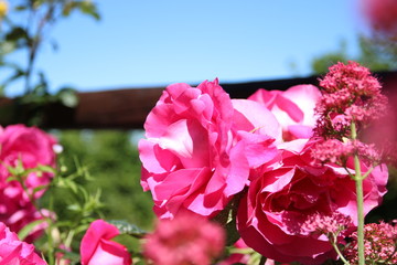 pink flowers in the garden