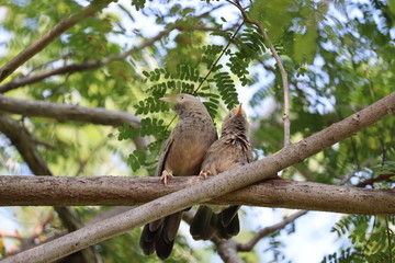 bird sparrow on a brown tree branch