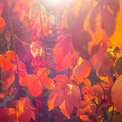 Obraz na płótnie Canvas Autumn leaf nature background. Red and orange leaves in the sun.