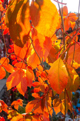 Autumn leaf nature background. Red and orange leaves in the sun.