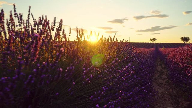 Walking in a beautiful blooming lavender flower at sunset