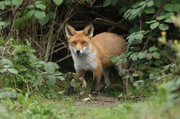 A magnificent hunting wild Red Fox, Vulpes vulpes, emerging from the undergrowth.	