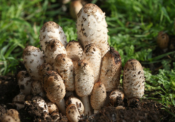 A group of Shaggy Inkcap, or Lawyer's Wig fungus, Coprinus comatus, growing in the grass in a field in the UK.