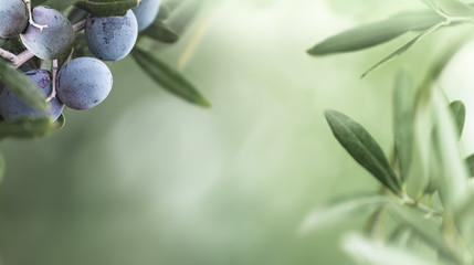 Bunch of growing black Olive fruits on green blurred background.