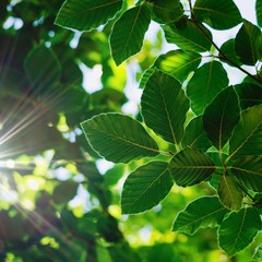 green tree leaves textured in autumn in the nature, green background
