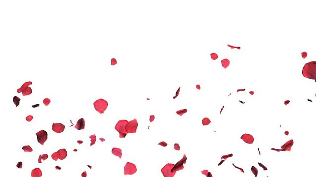 rose petals falling slowly on white background, colorful romantic 4k footage