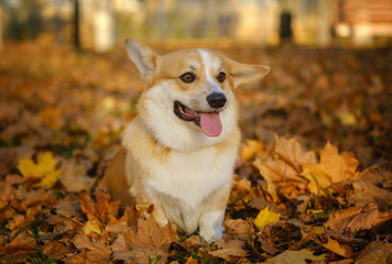 Dog breed Welsh Corgi Pembroke for a walk in the autumn Park with bright yellow foliage
